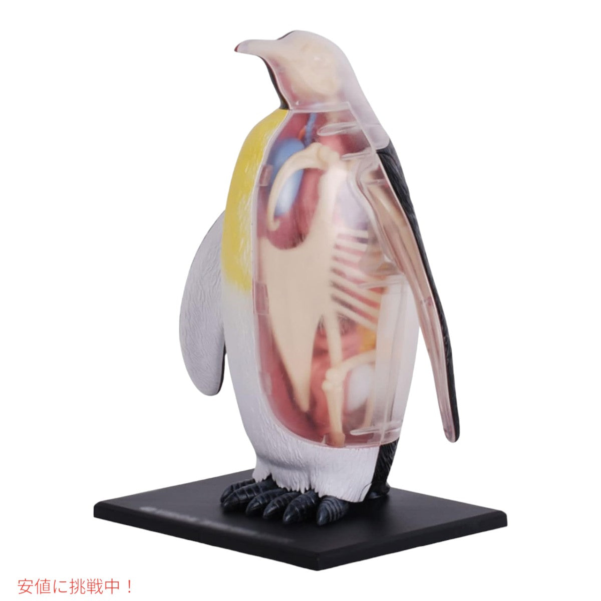 4Dビジョン 皇帝ペンギン解剖モデル 4D Vision Emperor Penguin Anatomy Model 2
