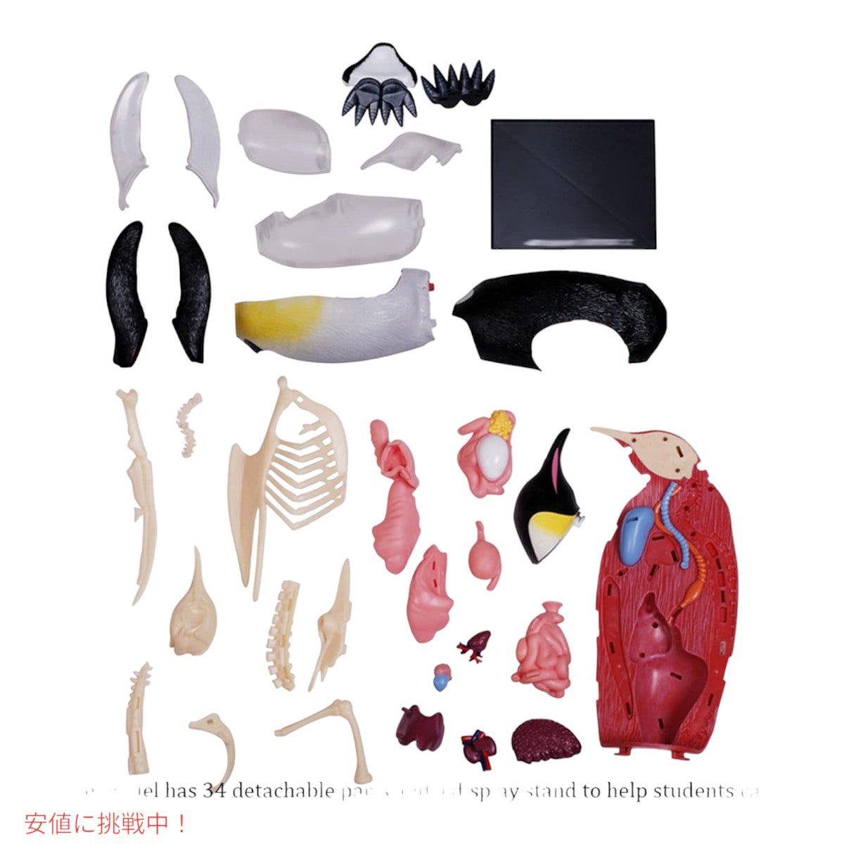 4Dビジョン 皇帝ペンギン解剖モデル 4D Vision Emperor Penguin Anatomy Model 3