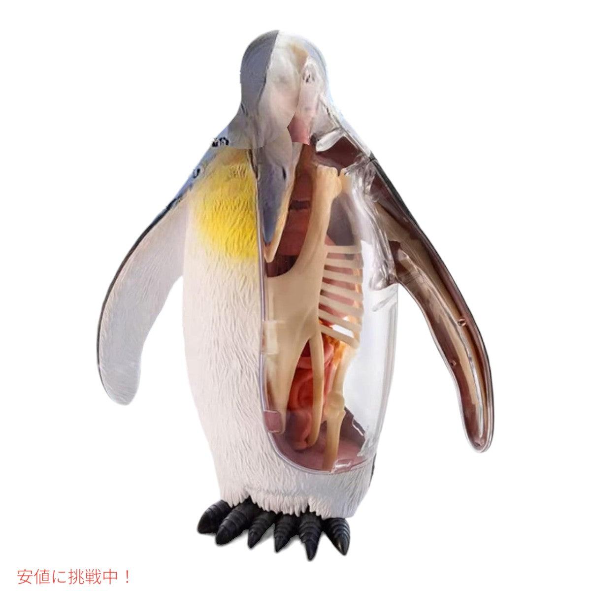4Dビジョン 皇帝ペンギン解剖モデル 4D Vision Emperor Penguin Anatomy Model 4
