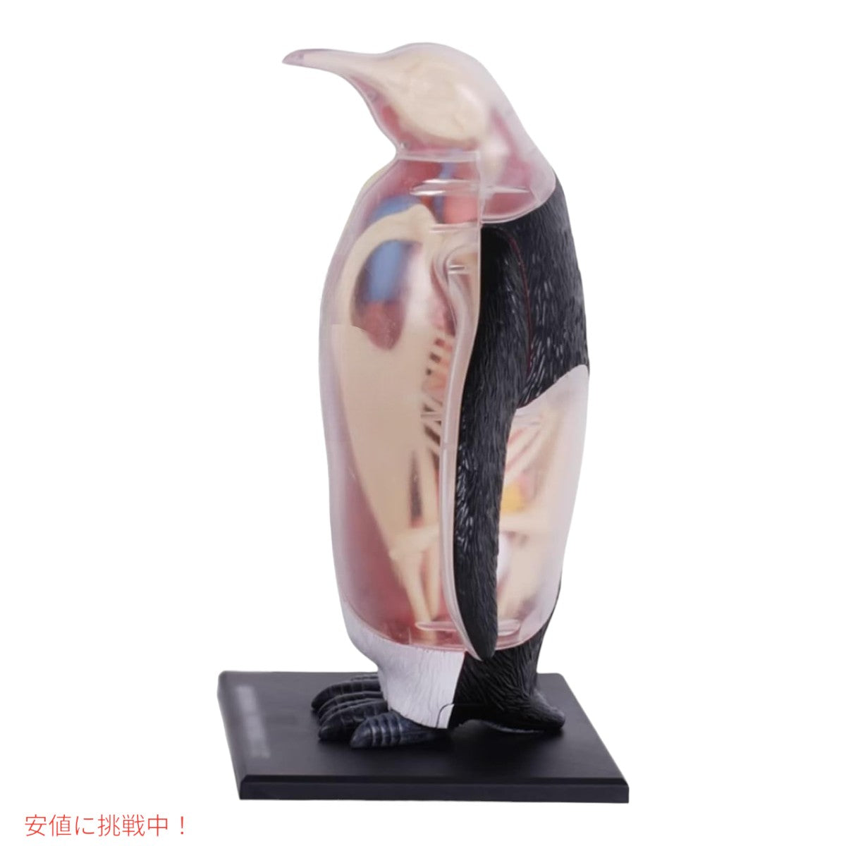 4Dビジョン 皇帝ペンギン解剖モデル 4D Vision Emperor Penguin Anatomy Model 5