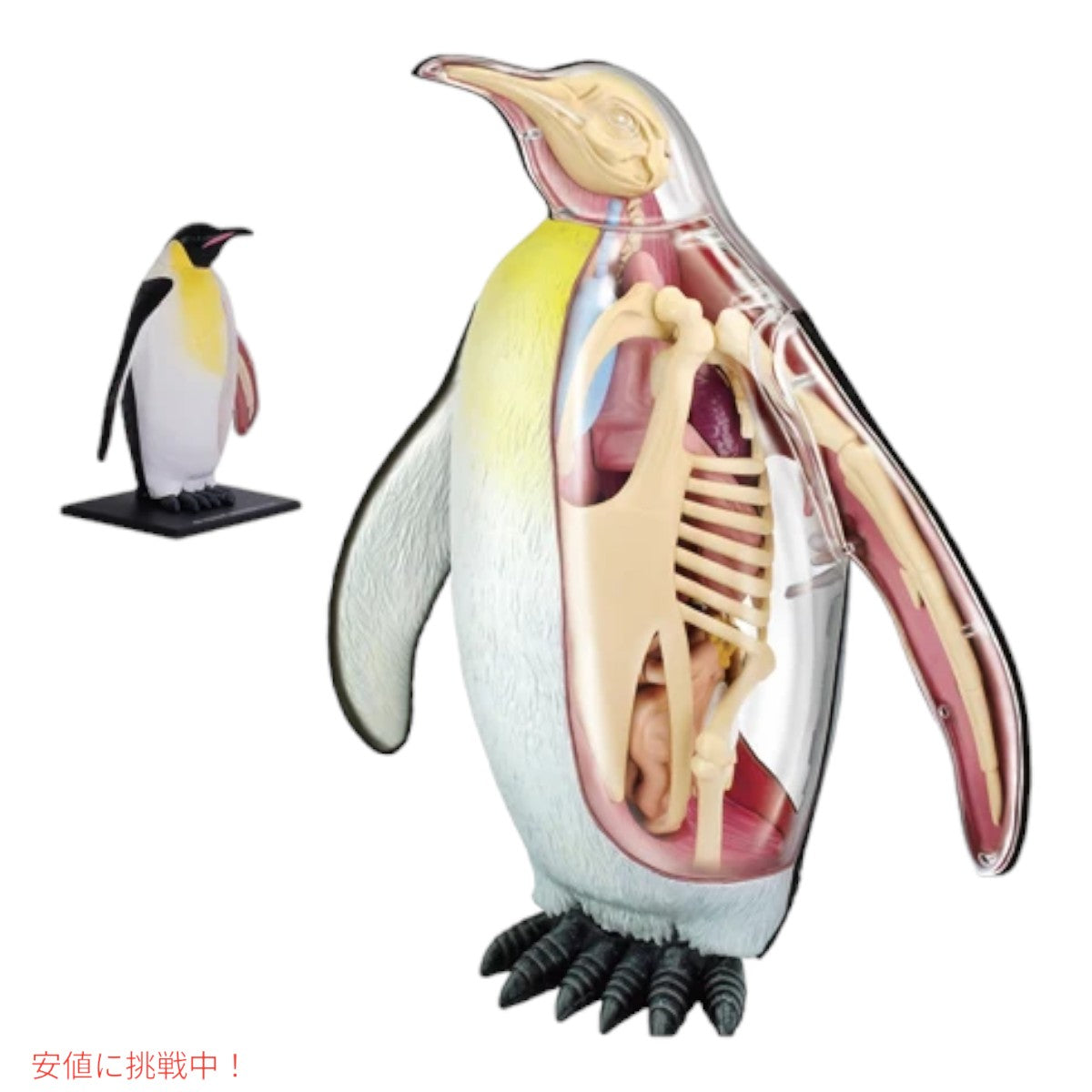 4Dビジョン 皇帝ペンギン解剖モデル 4D Vision Emperor Penguin Anatomy Model 6
