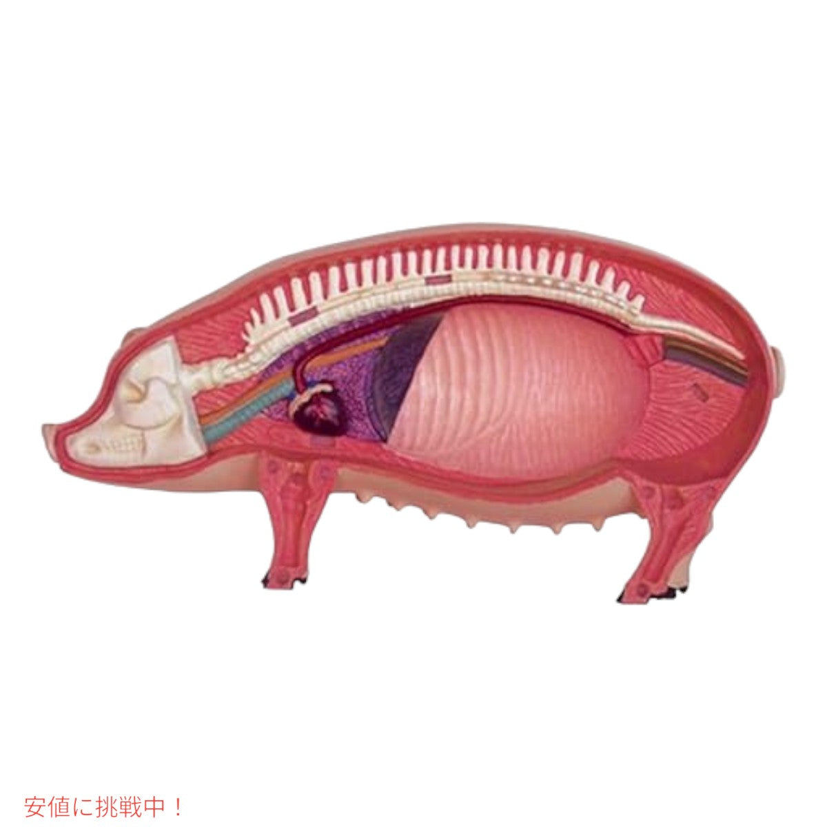TEDCO 4Dビジョン ブタ解剖模型 TEDCO 4D Vision Pig Anatomy Model 3