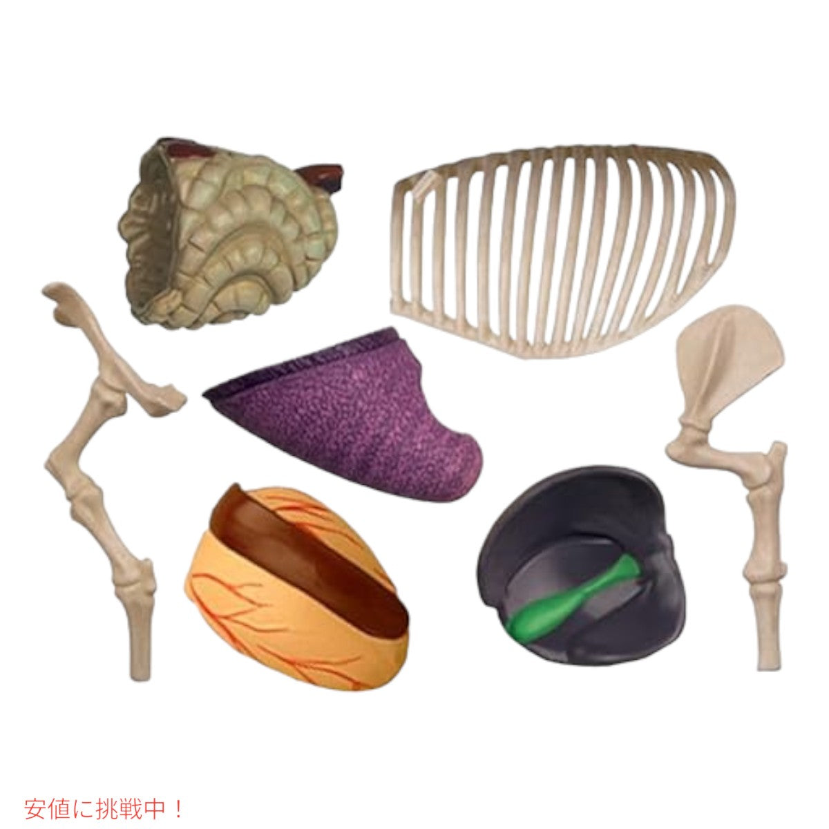 TEDCO 4Dビジョン ブタ解剖模型 TEDCO 4D Vision Pig Anatomy Model 4