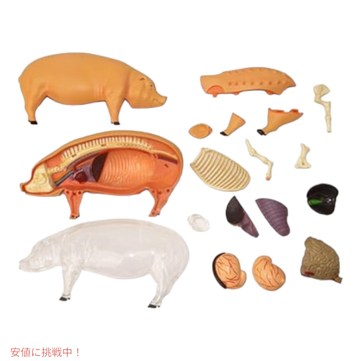 TEDCO 4Dビジョン ブタ解剖模型 TEDCO 4D Vision Pig Anatomy Model 5