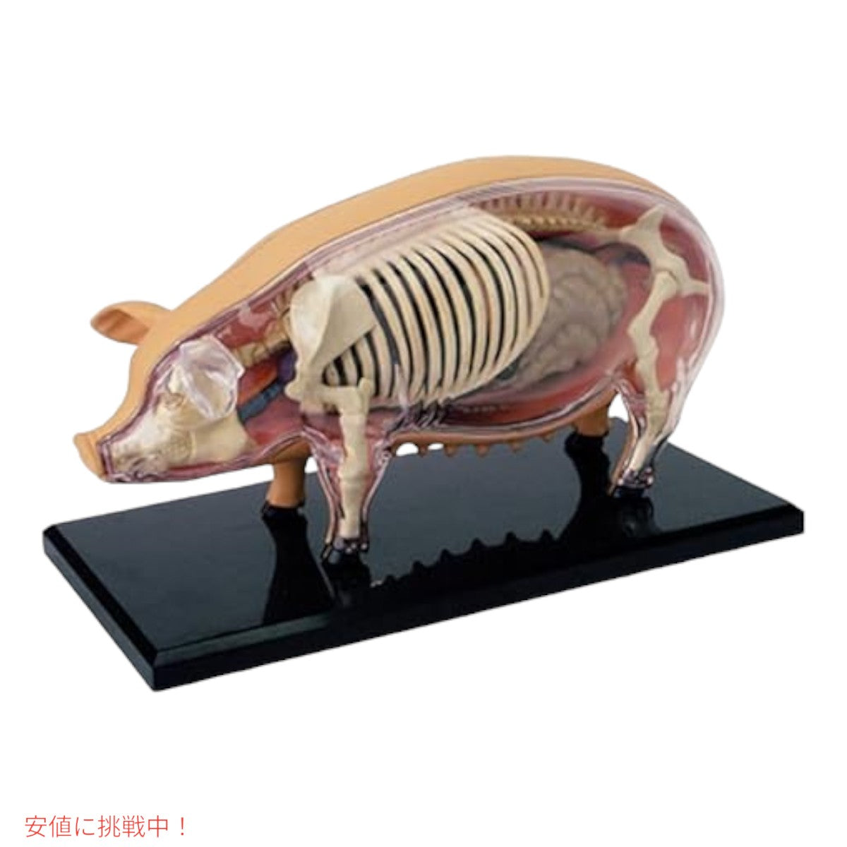 TEDCO 4Dビジョン ブタ解剖模型 TEDCO 4D Vision Pig Anatomy Model 6