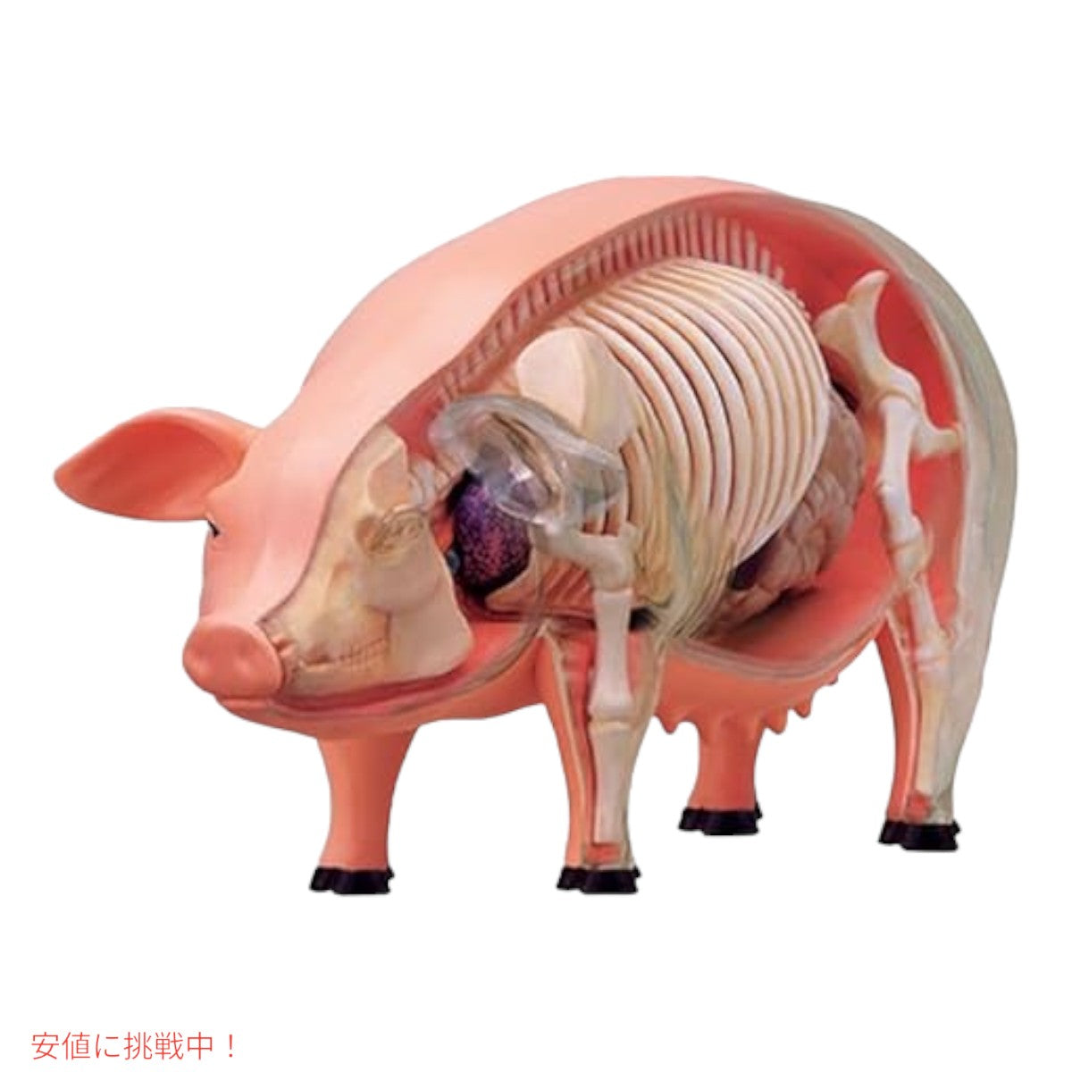 TEDCO 4Dビジョン ブタ解剖模型 TEDCO 4D Vision Pig Anatomy Model 7