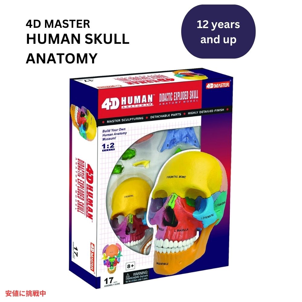 4D解剖学 ダイダクティックエクスプローデッドスカルモデル 4D Anatomy Didactic Exploded Skull Model 1