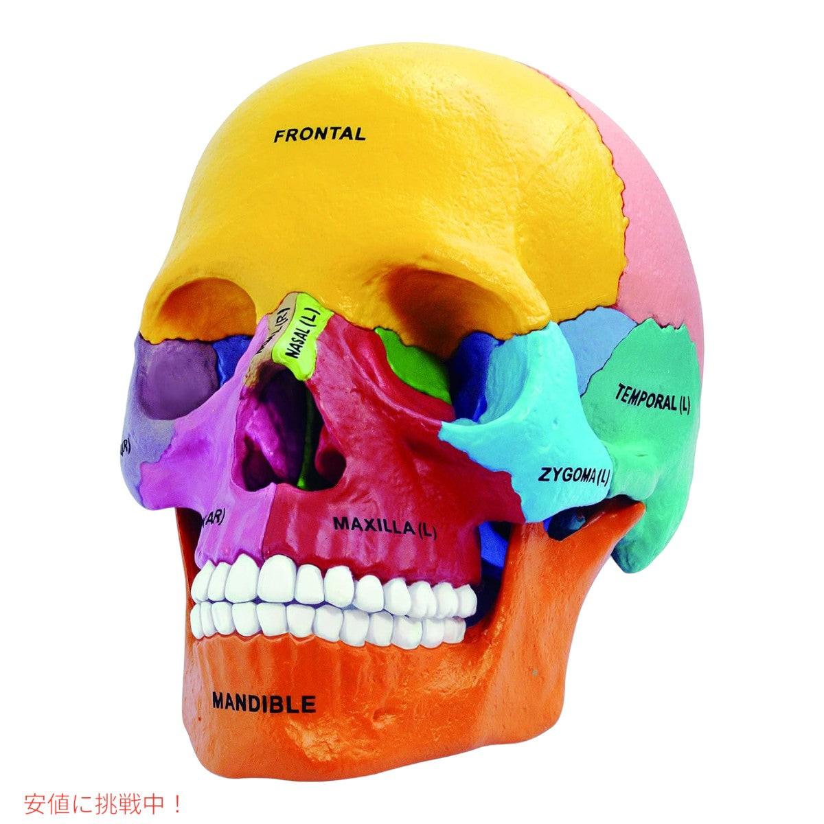 4D解剖学 ダイダクティックエクスプローデッドスカルモデル 4D Anatomy Didactic Exploded Skull Model 2
