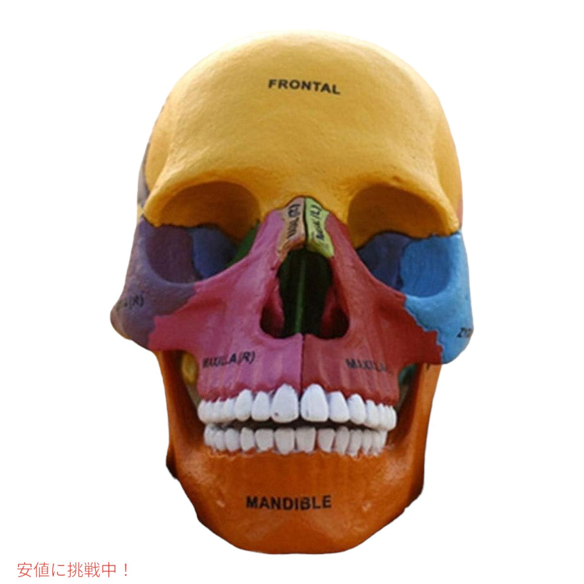 4D解剖学 ダイダクティックエクスプローデッドスカルモデル 4D Anatomy Didactic Exploded Skull Model 3