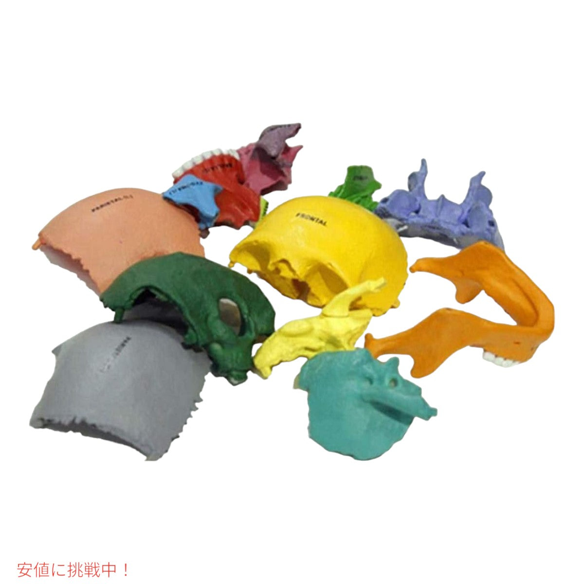 4D解剖学 ダイダクティックエクスプローデッドスカルモデル 4D Anatomy Didactic Exploded Skull Model 4