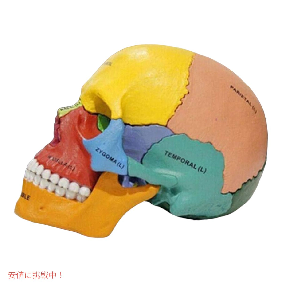 4D解剖学 ダイダクティックエクスプローデッドスカルモデル 4D Anatomy Didactic Exploded Skull Model 5