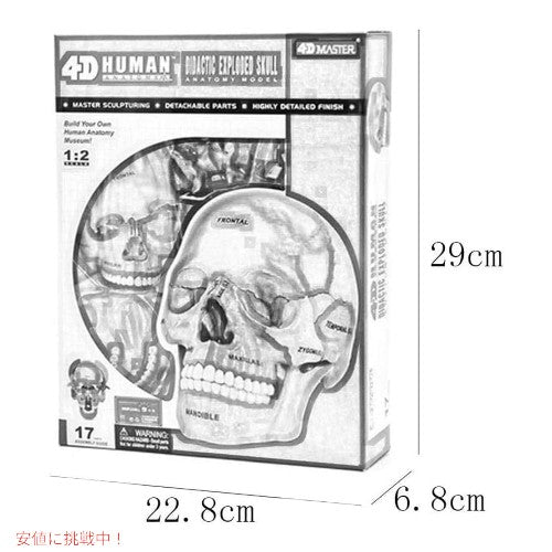 4D解剖学 ダイダクティックエクスプローデッドスカルモデル 4D Anatomy Didactic Exploded Skull Model 6