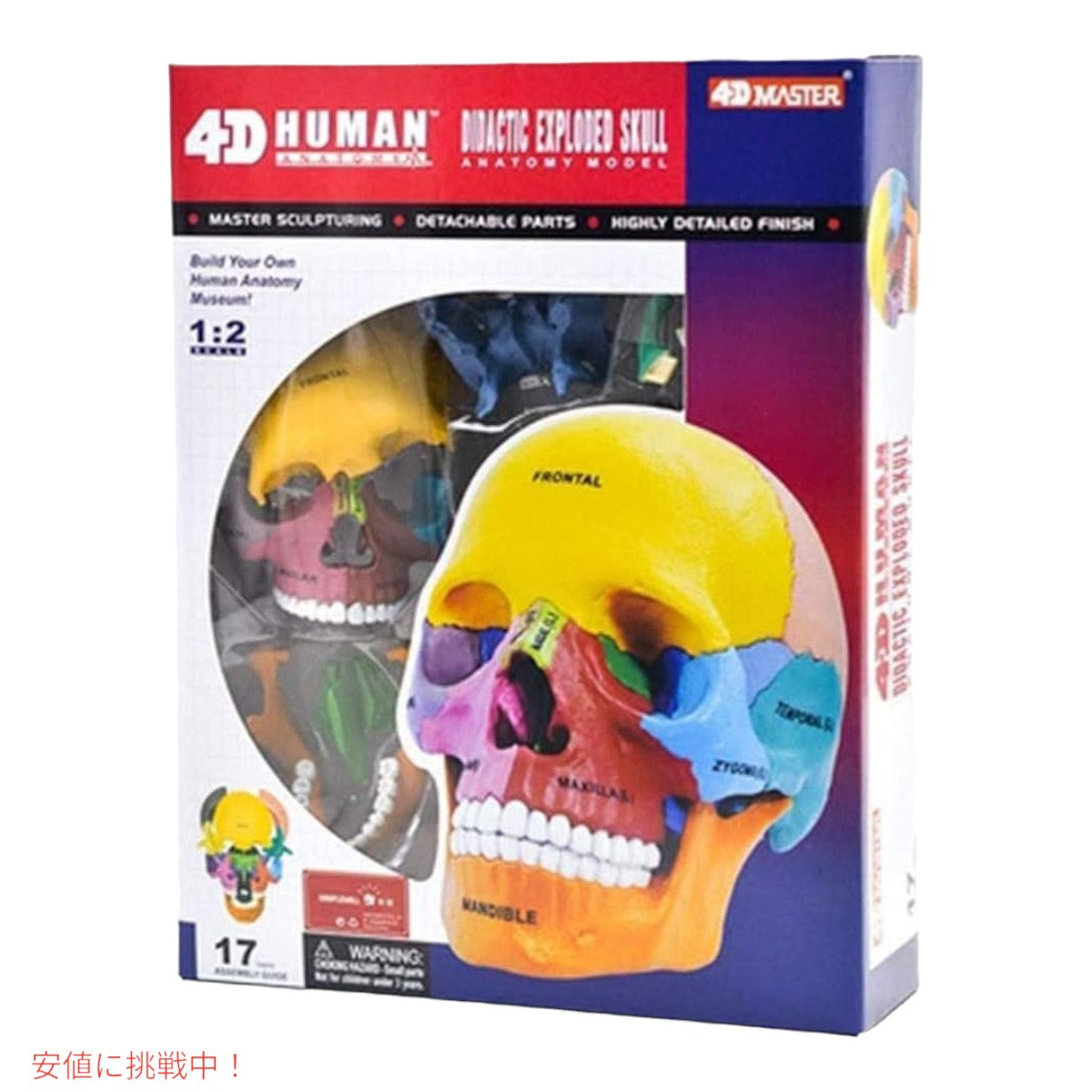 4D解剖学 ダイダクティックエクスプローデッドスカルモデル 4D Anatomy Didactic Exploded Skull Model 7