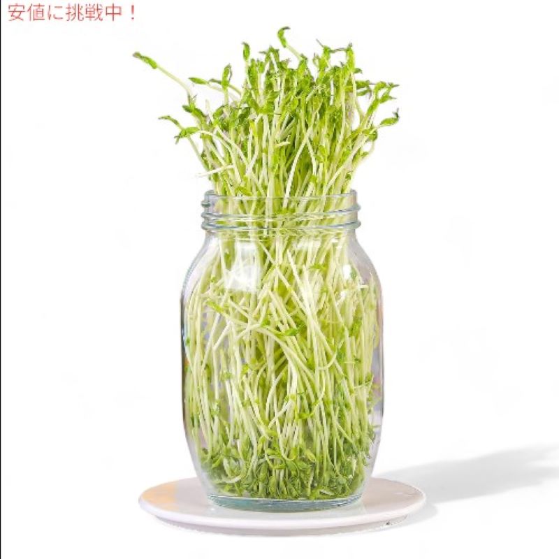 発芽ジャーキット Sprouting Jar Kit  大型広口メイソンジャー スクリーンスプラウト Boombamo （種は含まれていません） 5
