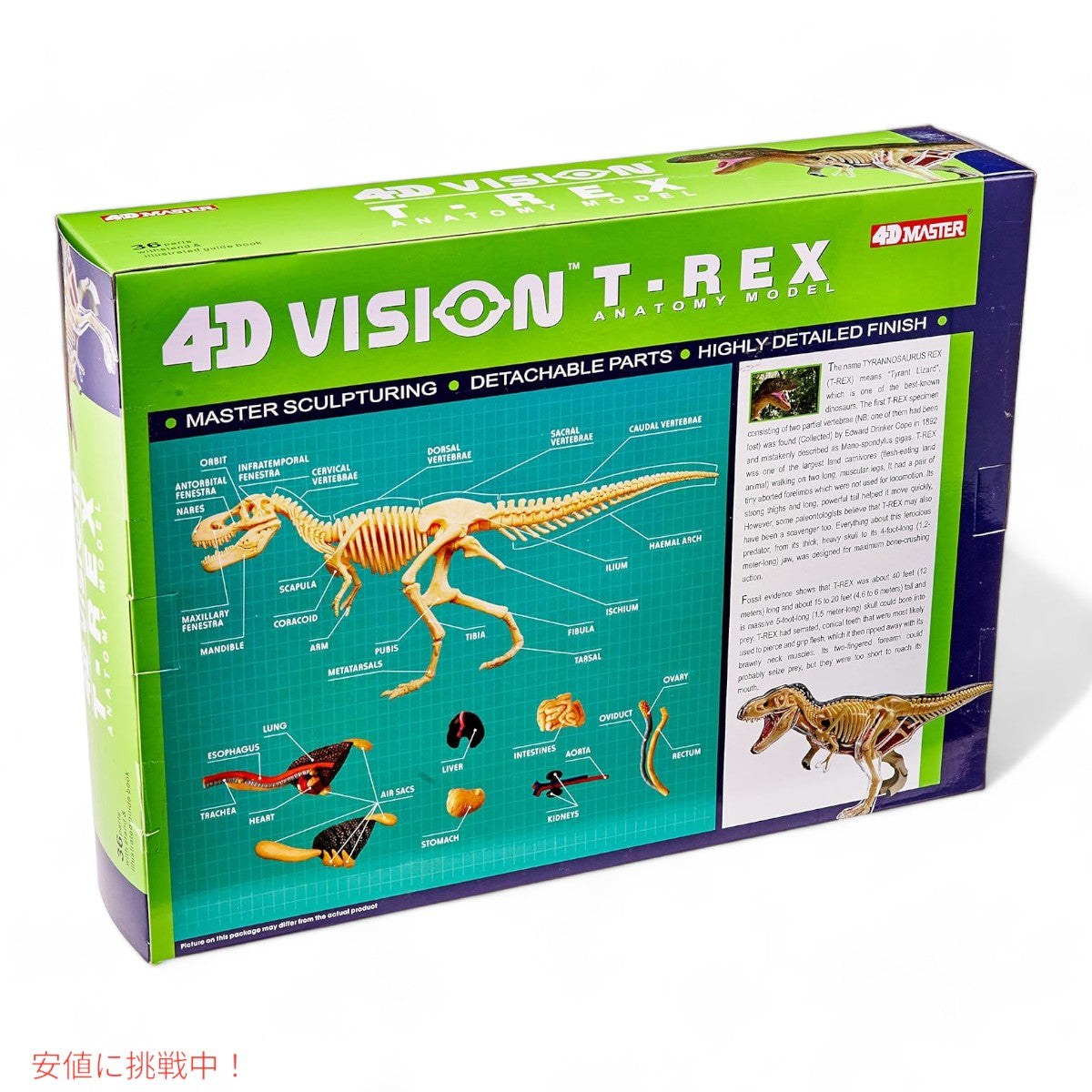 ファムマスター 4Dビジョン T-Rex 解剖モデル Famemaster 4D Vision T-Rex Anatomy Model 2