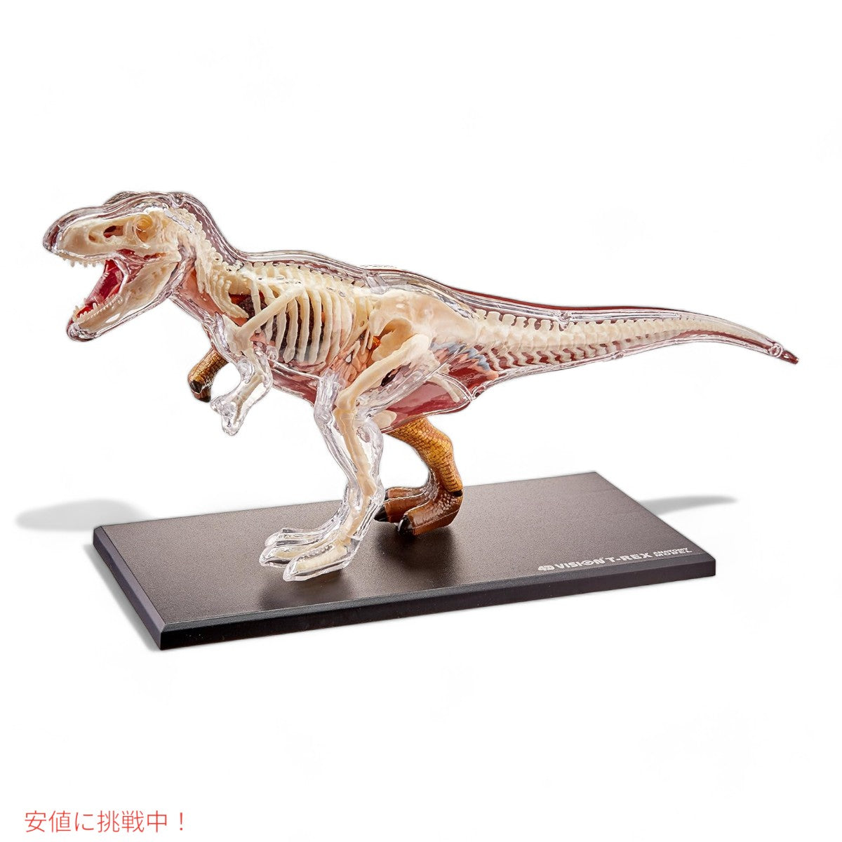 ファムマスター 4Dビジョン T-Rex 解剖モデル Famemaster 4D Vision T-Rex Anatomy Model 3
