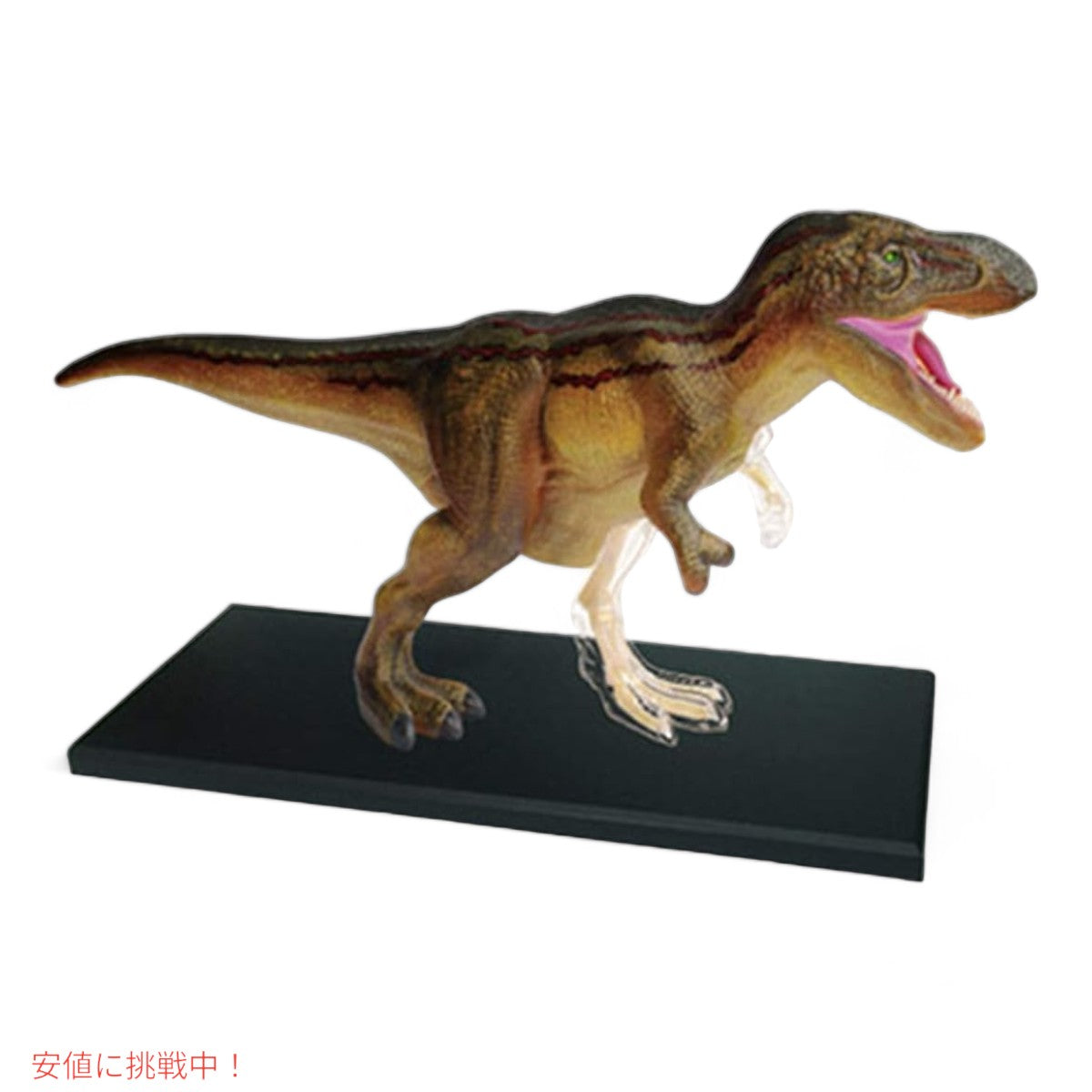ファムマスター 4Dビジョン T-Rex 解剖モデル Famemaster 4D Vision T-Rex Anatomy Model 4