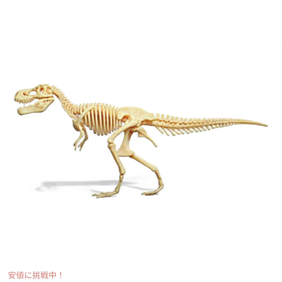 ファムマスター 4Dビジョン T-Rex 解剖モデル Famemaster 4D Vision T-Rex Anatomy Model 5