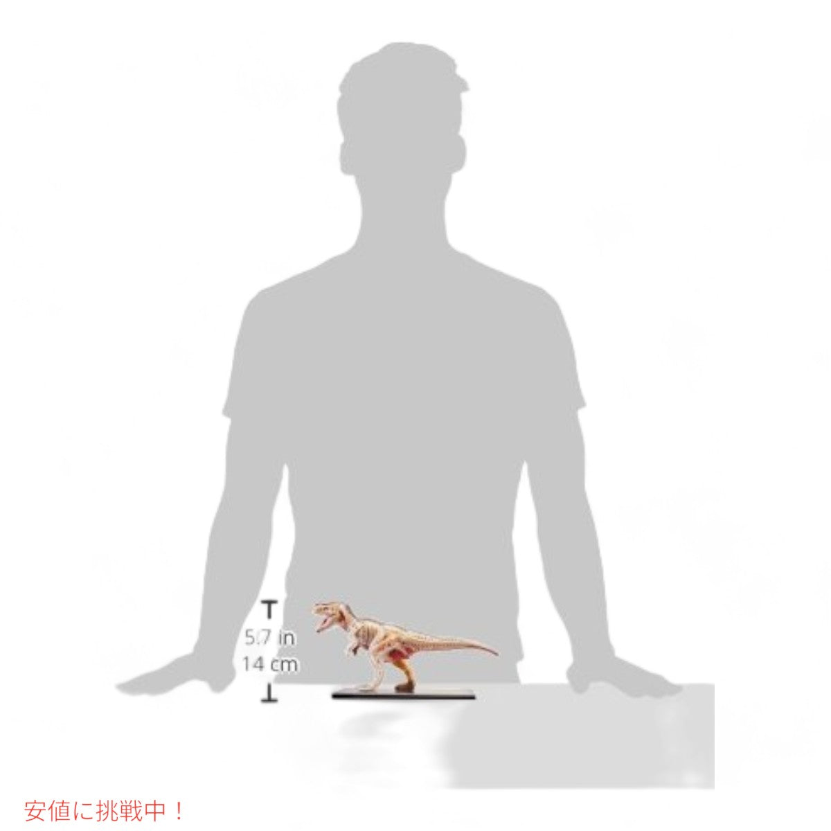 ファムマスター 4Dビジョン T-Rex 解剖モデル Famemaster 4D Vision T-Rex Anatomy Model 6